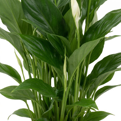 A close-up of a Spathiphyllum plant with glossy green leaves and a few white flower buds, photographed against a plain white background.