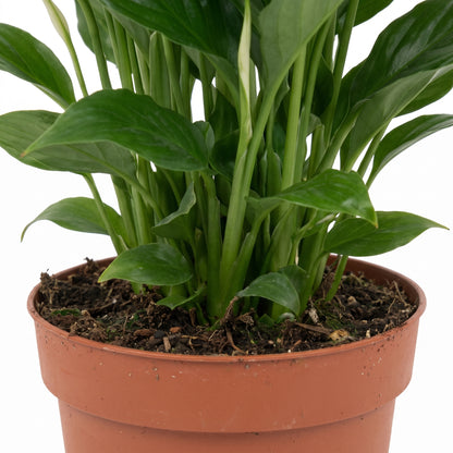 A green Spathiphyllum plant in a terracotta-colored plastic pot, photographed against a solid white background.