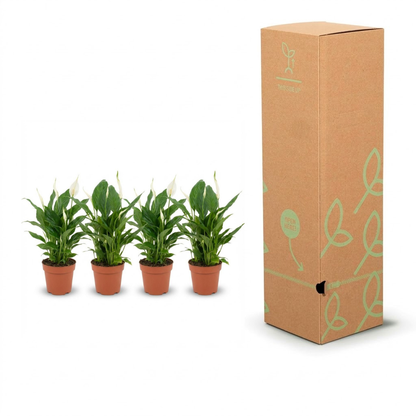 Four small potted green plants in terracotta pots displayed next to a tall brown cardboard box with light green leaf illustrations on a white background.