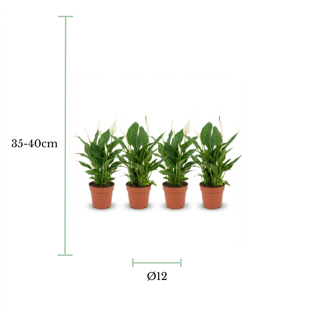 Four potted white lily of the valley plants arranged in a row on a white background, with green dimension lines and text indicating a height of 35-40cm and a diameter of 12cm.