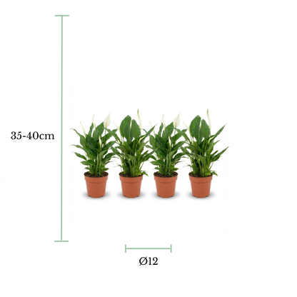 Four potted white lily of the valley plants arranged in a row on a white background, with green dimension lines and text indicating a height of 35-40cm and a diameter of 12cm.
