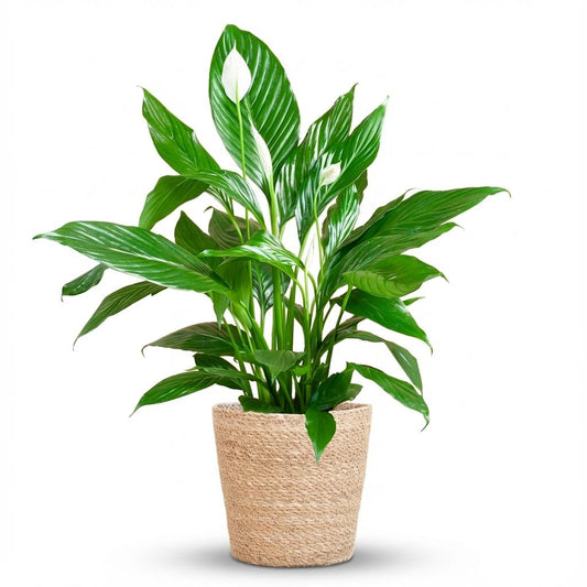 Potted plant with green leaves in a woven pot on a white background