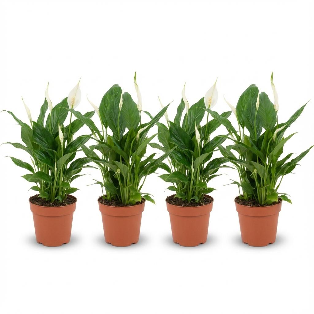 Four potted plants with green leaves and white flowers on a white background