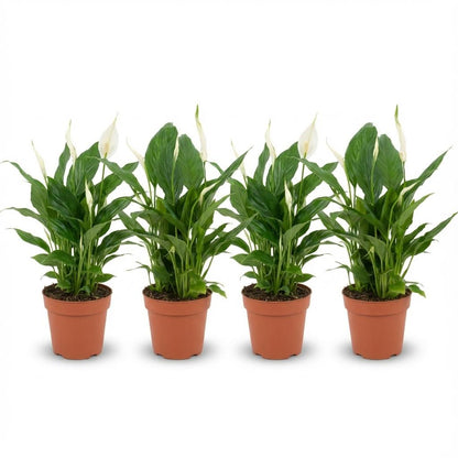 Four potted plants with green leaves and white flowers on a white background