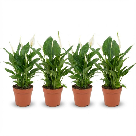 Four potted plants with green leaves and white flowers on a white background
