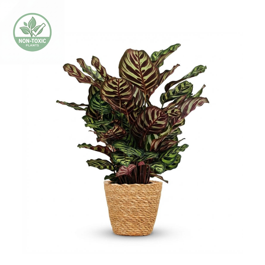 A potted Calathea Ornata (Painted Lady) plant with distinctive green and burgundy variegated leaves, in a natural woven jute pot, shown on a white background with a non-toxic certification logo in the top-left corner.