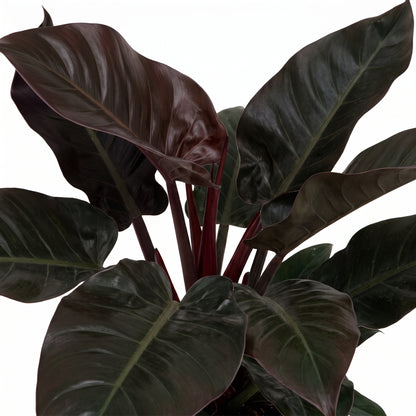 Philodendron Brasil 'Black Magic' houseplant with large, glossy dark burgundy leaves and reddish stems, shown against a solid white background.