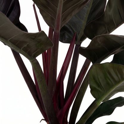 A close-up of a tropical plant with large dark green to nearly black leaves and prominent deep burgundy stems, shown against a plain white background.