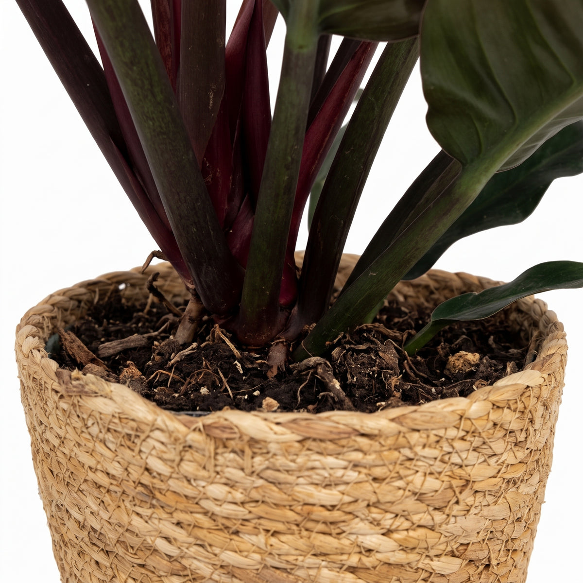 A close-up of a potted houseplant with dark burgundy and deep green leaves, planted in dark soil inside a round woven natural fiber basket on a white background.