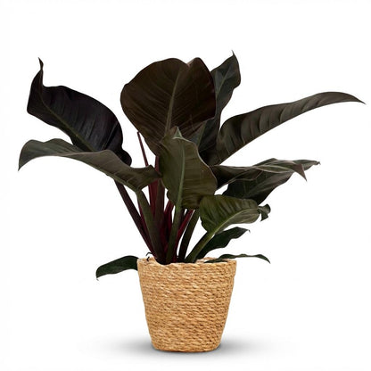 Philodendron Imperial Red