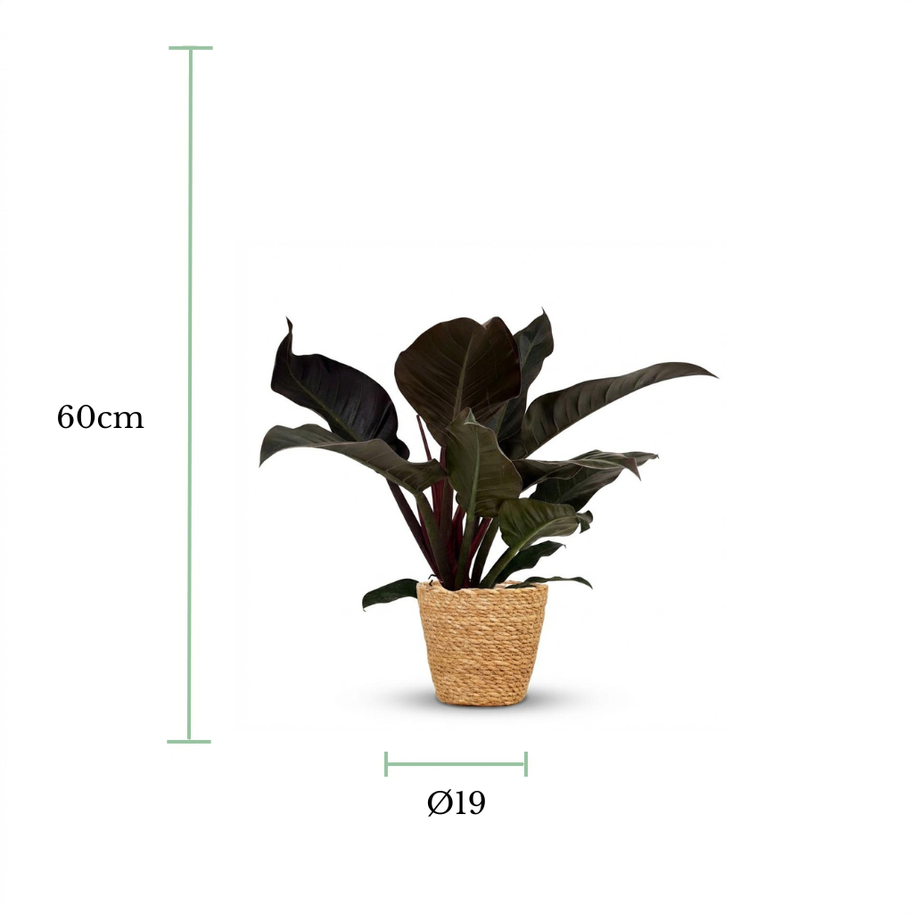 A potted houseplant with large dark green to near-black leaves in a woven natural straw pot, shown on a white background with dimension markers indicating 60 cm height and a diameter of 19 cm.