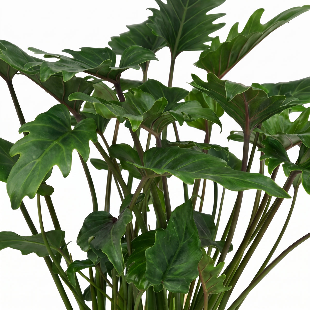 A dense cluster of tropical houseplants with large, glossy, deeply lobed green leaves and slender reddish stems, isolated on a solid white background.
