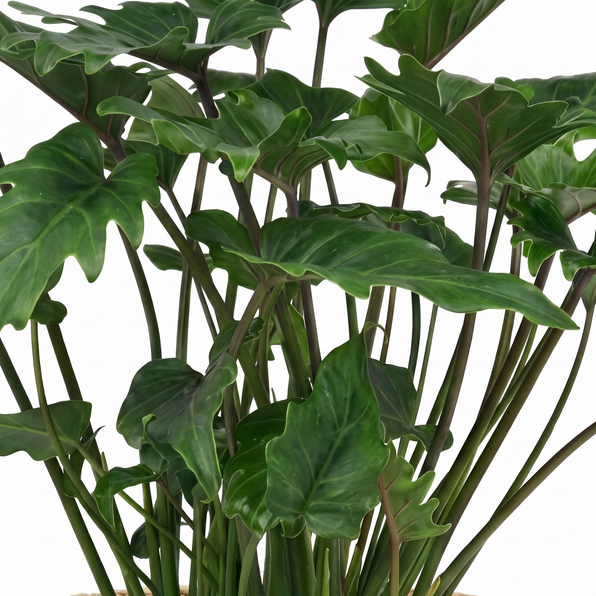 A close-up of a leafy houseplant with glossy dark green to blue-green heart-shaped leaves and reddish-purple stems, photographed against a plain white background.
