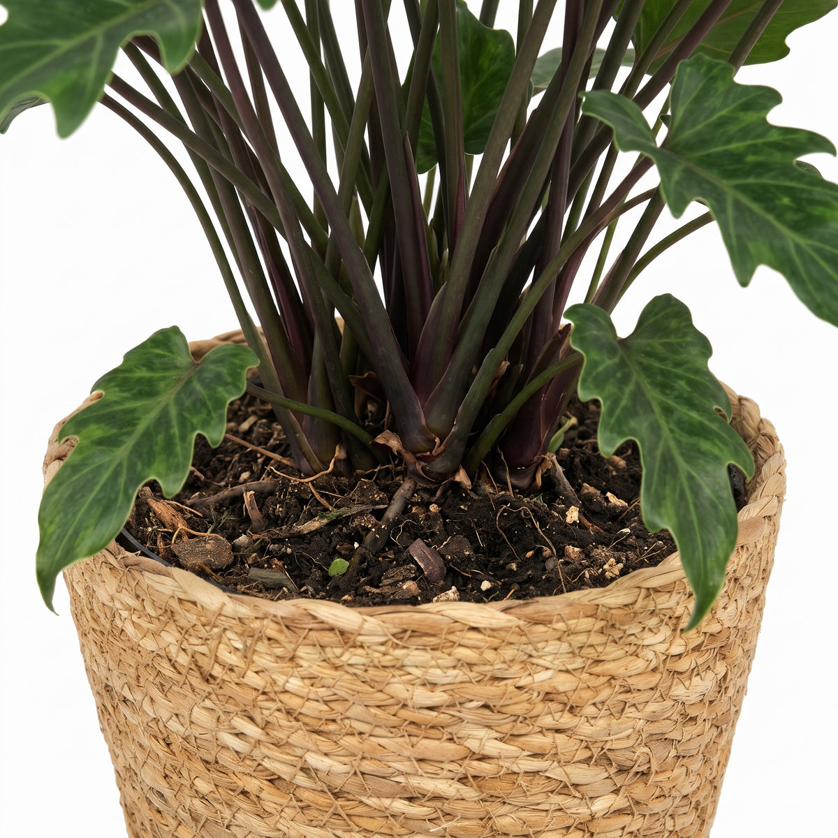 A potted Alocasia plant with dark green leaves and dark purple stems, planted in dark soil inside a woven natural fiber basket pot, shown against a white background.