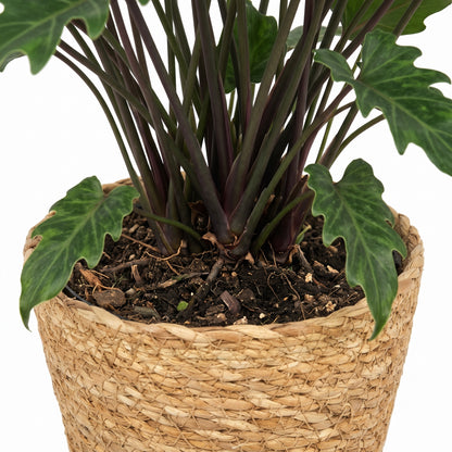 A potted Alocasia plant with dark green leaves and dark purple stems, planted in dark soil inside a woven natural fiber basket pot, shown against a white background.