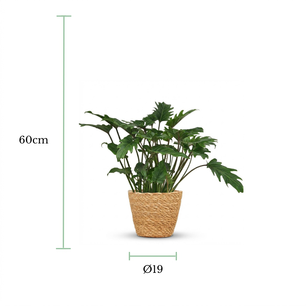 A potted green plant with broad leaves in a woven natural-fiber basket, shown on a white background with dimension labels indicating 60 cm height and a diameter of 19 cm.