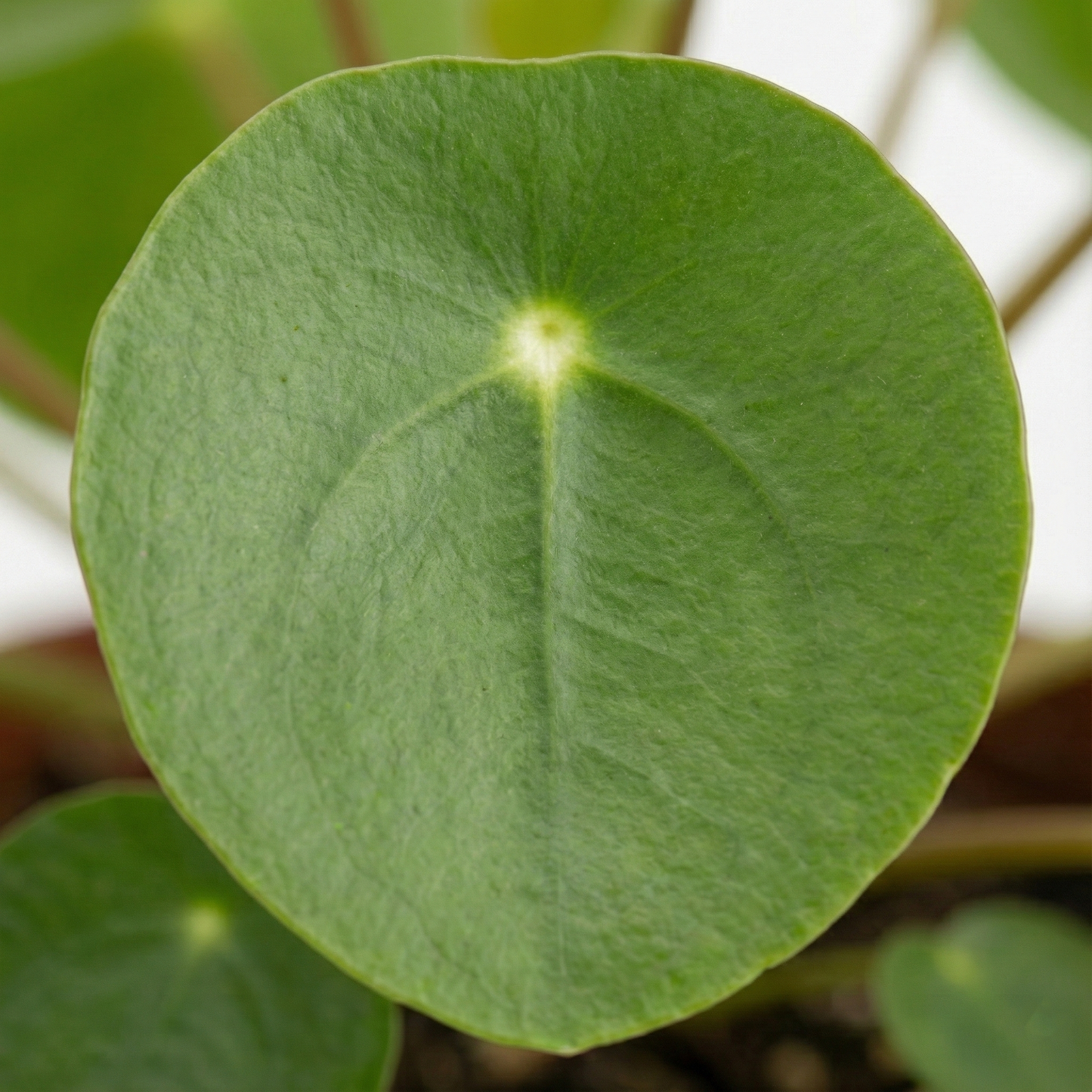 Chinese Money Plant; Pilea Peperomioides | 20cm