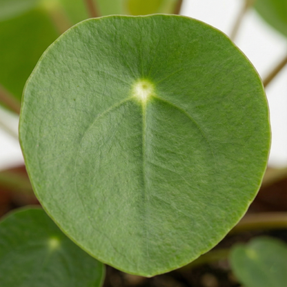 Chinese Money Plant; Pilea Peperomioides | 20cm