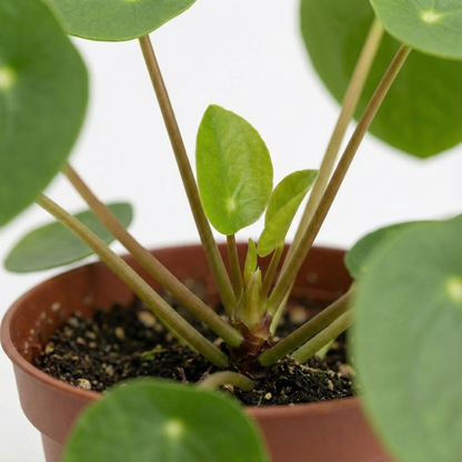 Chinese Money Plant; Pilea Peperomioides | 20cm