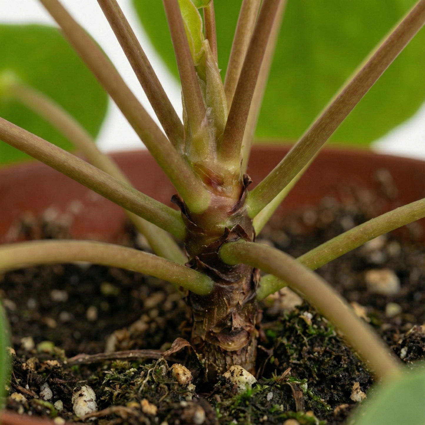 Chinese Money Plant; Pilea Peperomioides | 20cm
