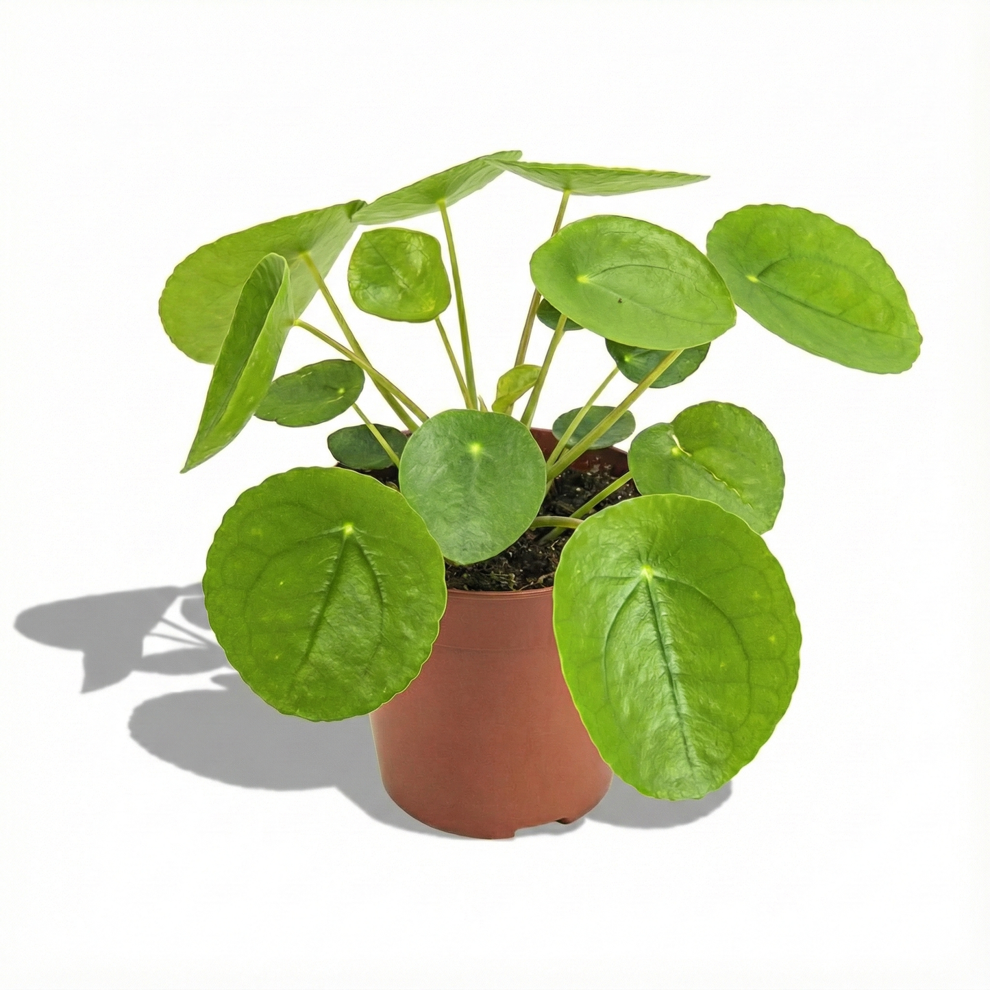 Chinese Money Plant; Pilea Peperomioides | 20cm