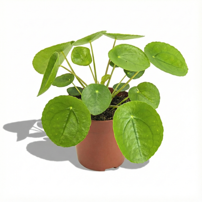 Chinese Money Plant; Pilea Peperomioides | 20cm