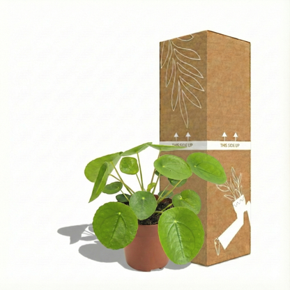 Chinese Money Plant; Pilea Peperomioides | 20cm