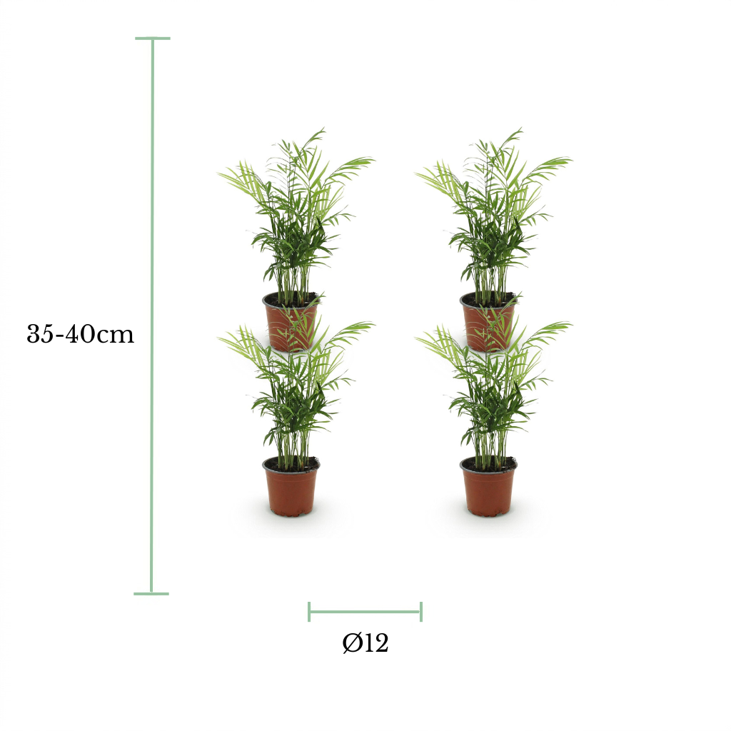 Four small potted green plants arranged in a 2x2 grid on a white background, with green measurement lines and text indicating a height of 35-40cm and a diameter of 12cm.