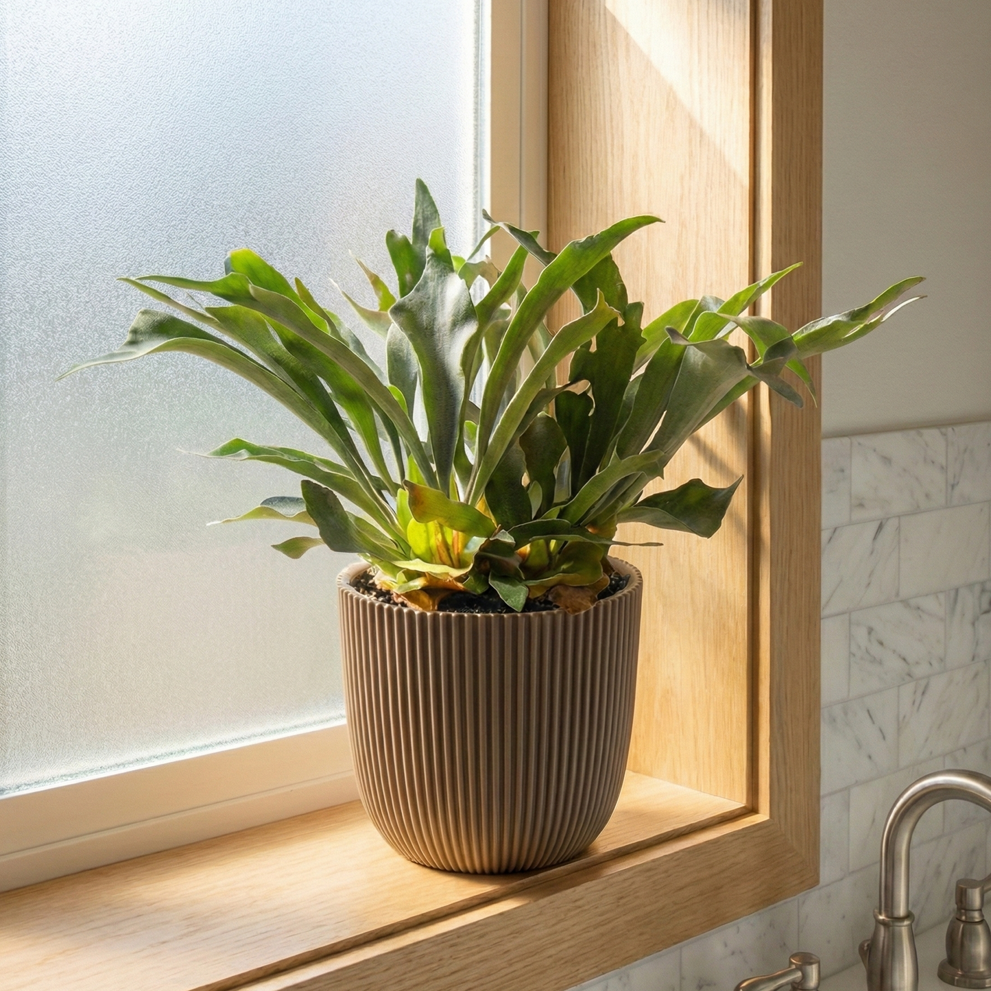 Staghorn Ferns; Platycerium Bifurcatum | 50cm