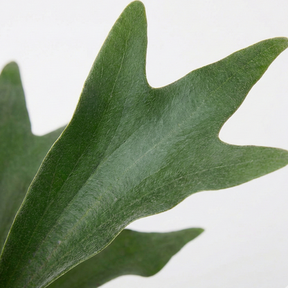 Staghorn Ferns; Platycerium Bifurcatum | 50cm
