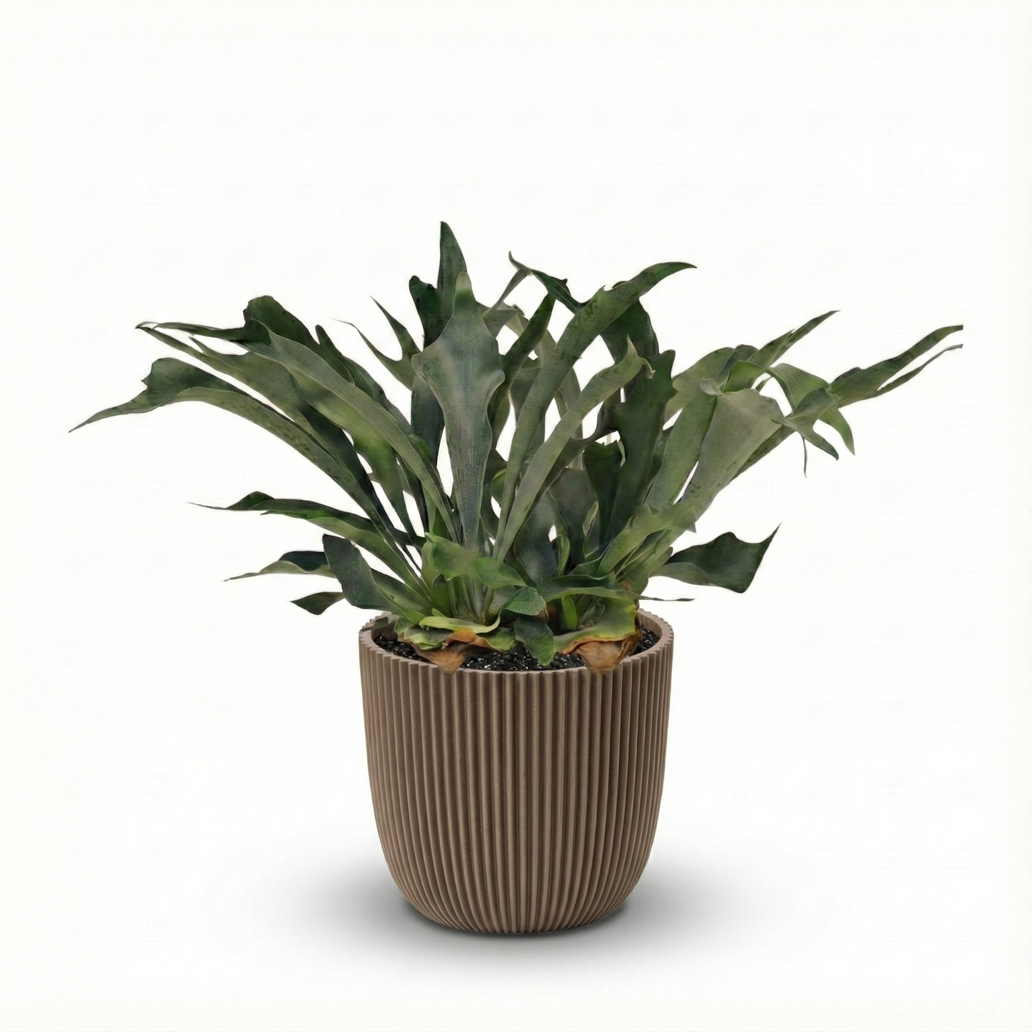 Staghorn Ferns; Platycerium Bifurcatum | 50cm