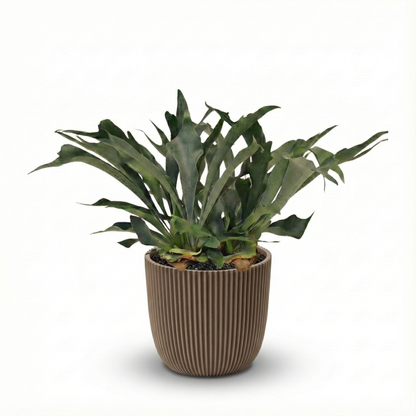 Staghorn Ferns; Platycerium Bifurcatum | 50cm