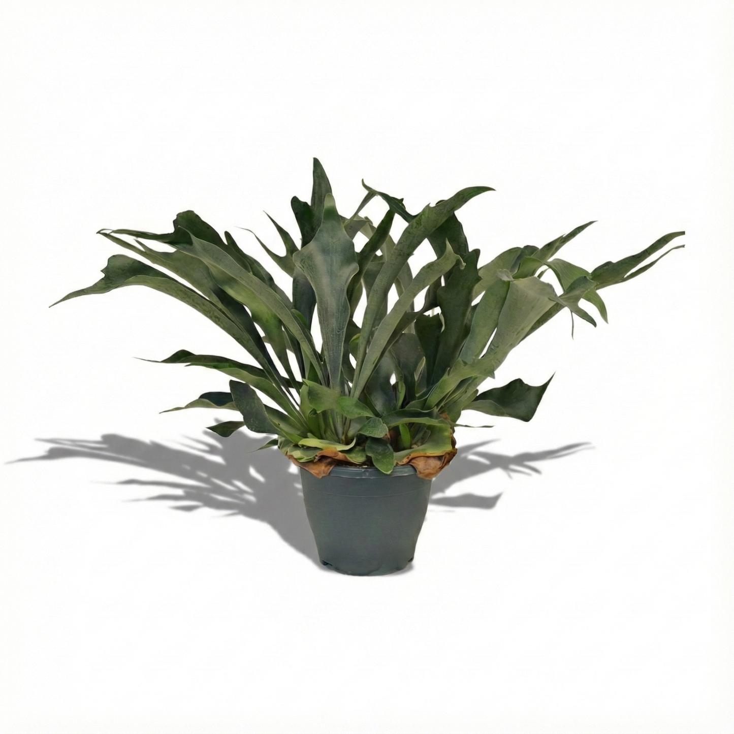 Staghorn Ferns; Platycerium Bifurcatum | 50cm