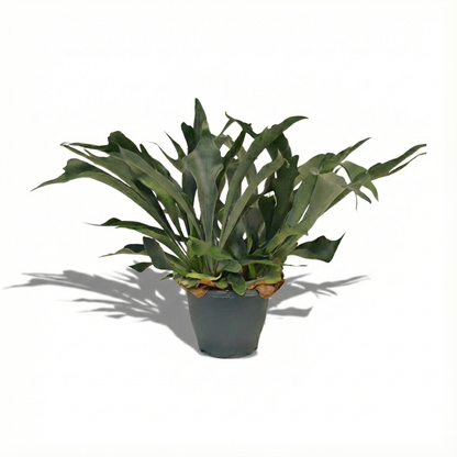 Staghorn Ferns; Platycerium Bifurcatum | 50cm