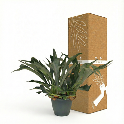 Staghorn Ferns; Platycerium Bifurcatum | 50cm