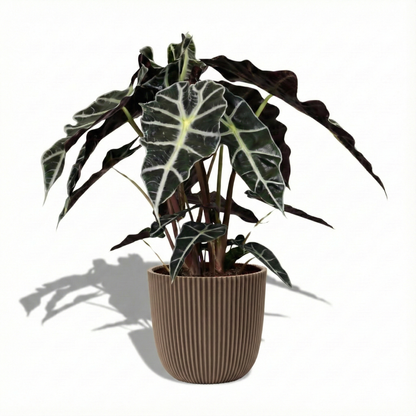 African Mask Plant; Alocasia Polly | 45cm