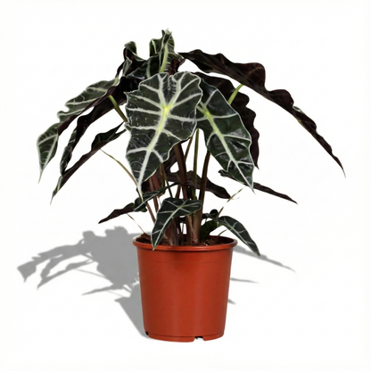 African Mask Plant; Alocasia Polly | 45cm