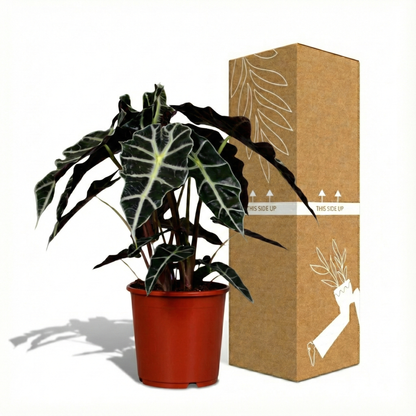 African Mask Plant; Alocasia Polly | 45cm