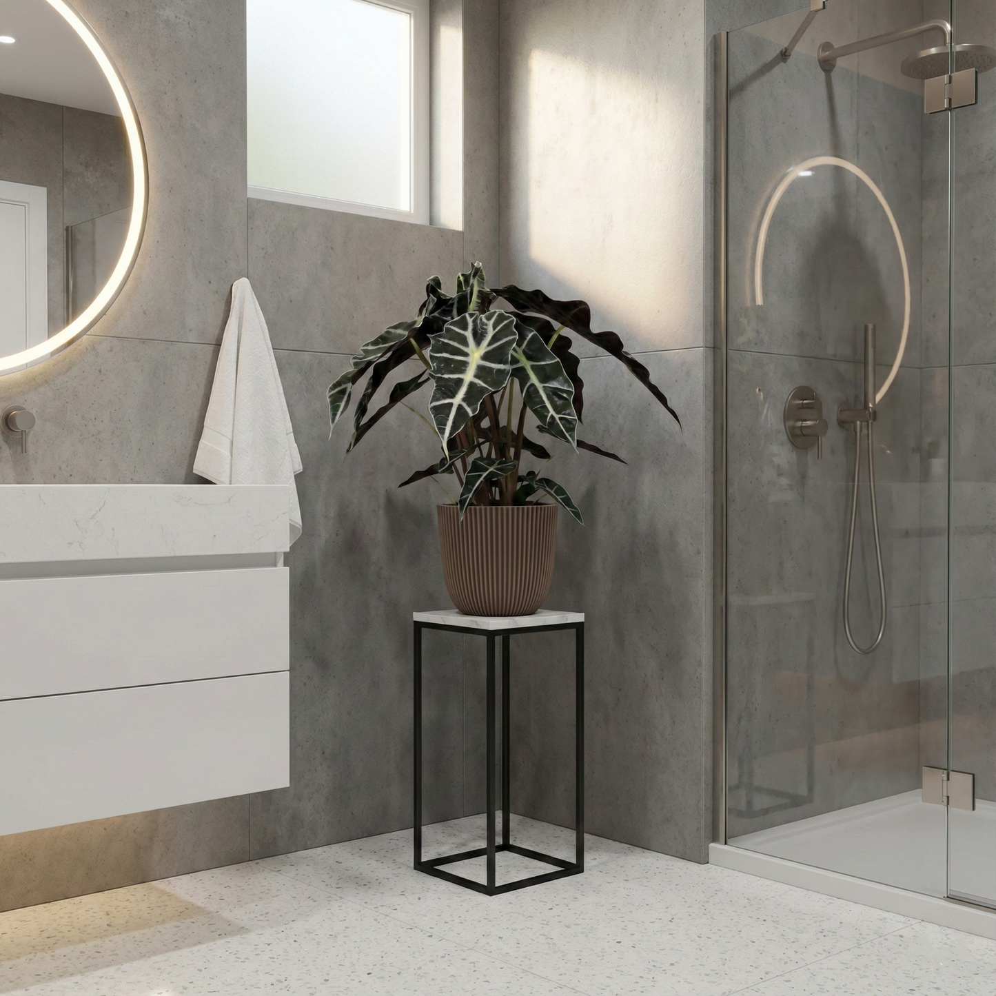 African Mask Plant; Alocasia Polly | 45cm