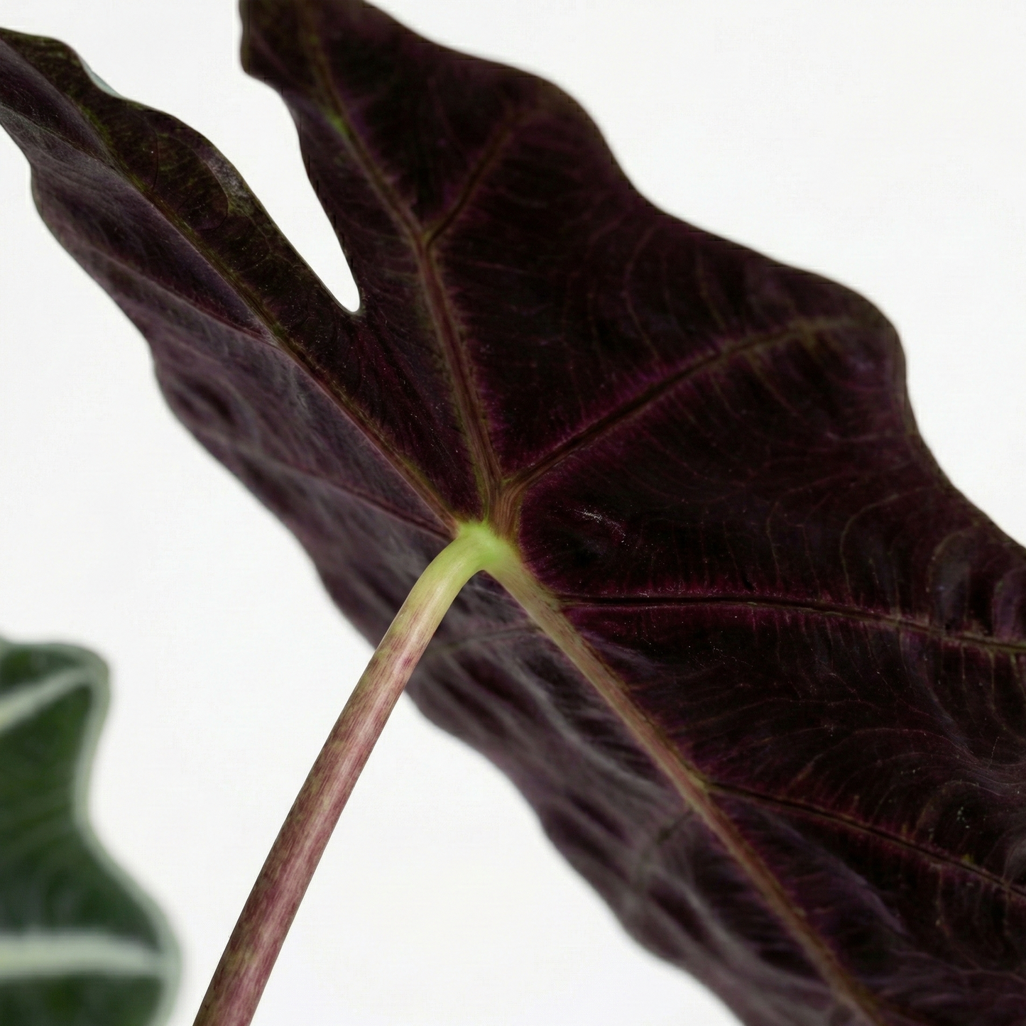 African Mask Plant; Alocasia Polly | 45cm