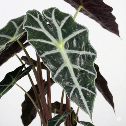 African Mask Plant; Alocasia Polly | 45cm