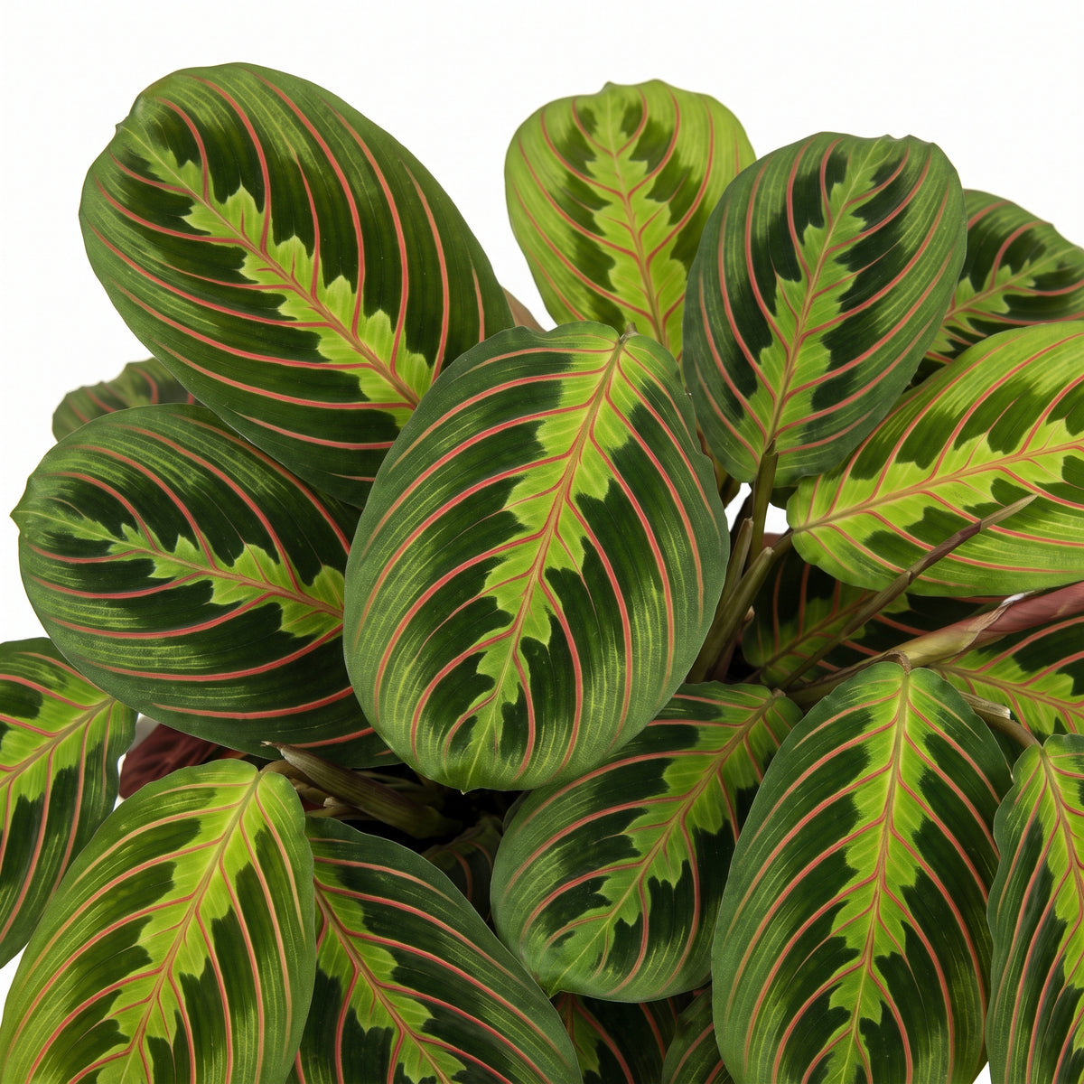 A close-up of a Calathea plant with oval green leaves featuring prominent pinkish-red veining and lighter green midrib bands, shown against a plain white background.