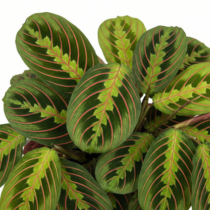 A close-up of a Calathea plant with oval green leaves featuring prominent pinkish-red veining and lighter green midrib bands, shown against a plain white background.