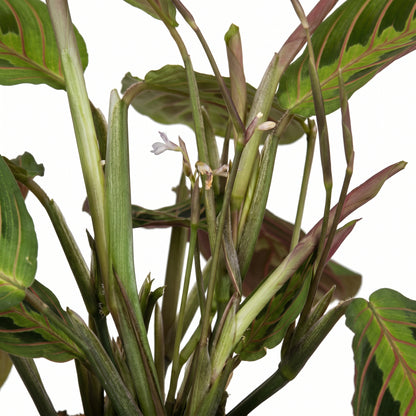Close-up of a Calathea Ornata plant with green and burgundy variegated leaves and small white flowers, isolated on a white background.