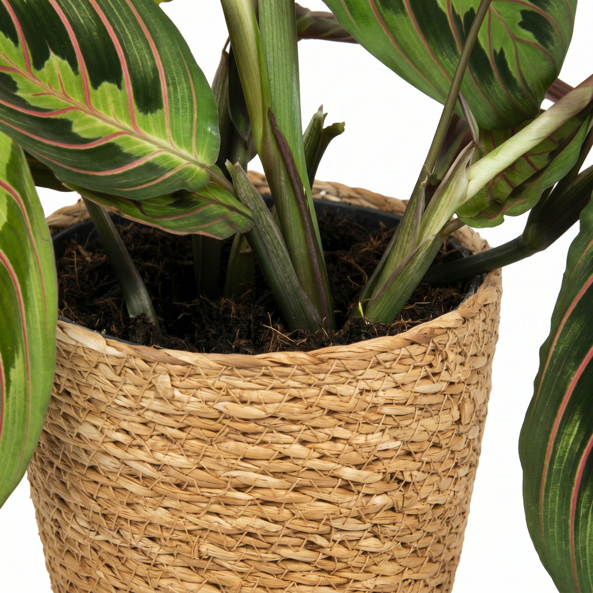 A close-up of a potted houseplant with green leaves featuring pinkish-red veining, growing in dark soil inside a woven natural fiber basket pot against a white background.