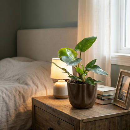 Snow Princess; Philodendron White Princess | 35cm