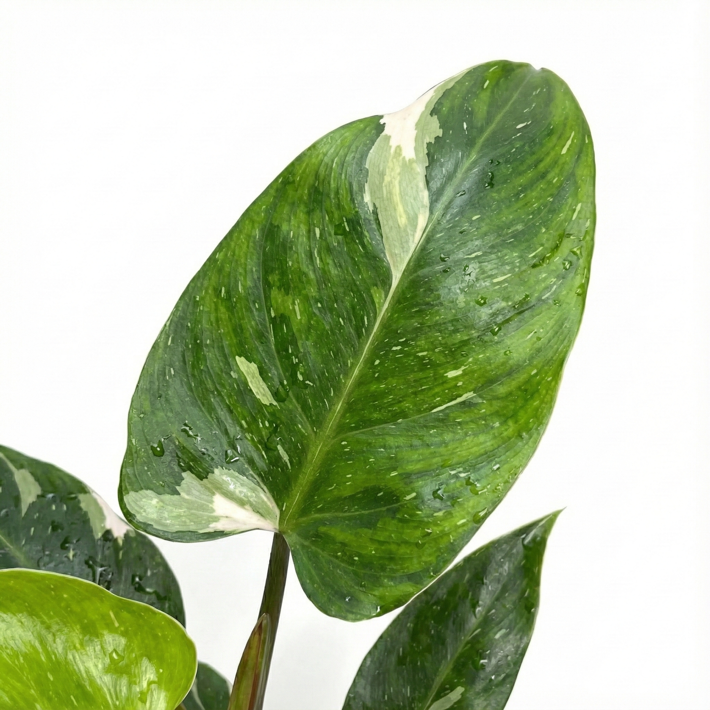 Snow Princess; Philodendron White Princess | 35cm