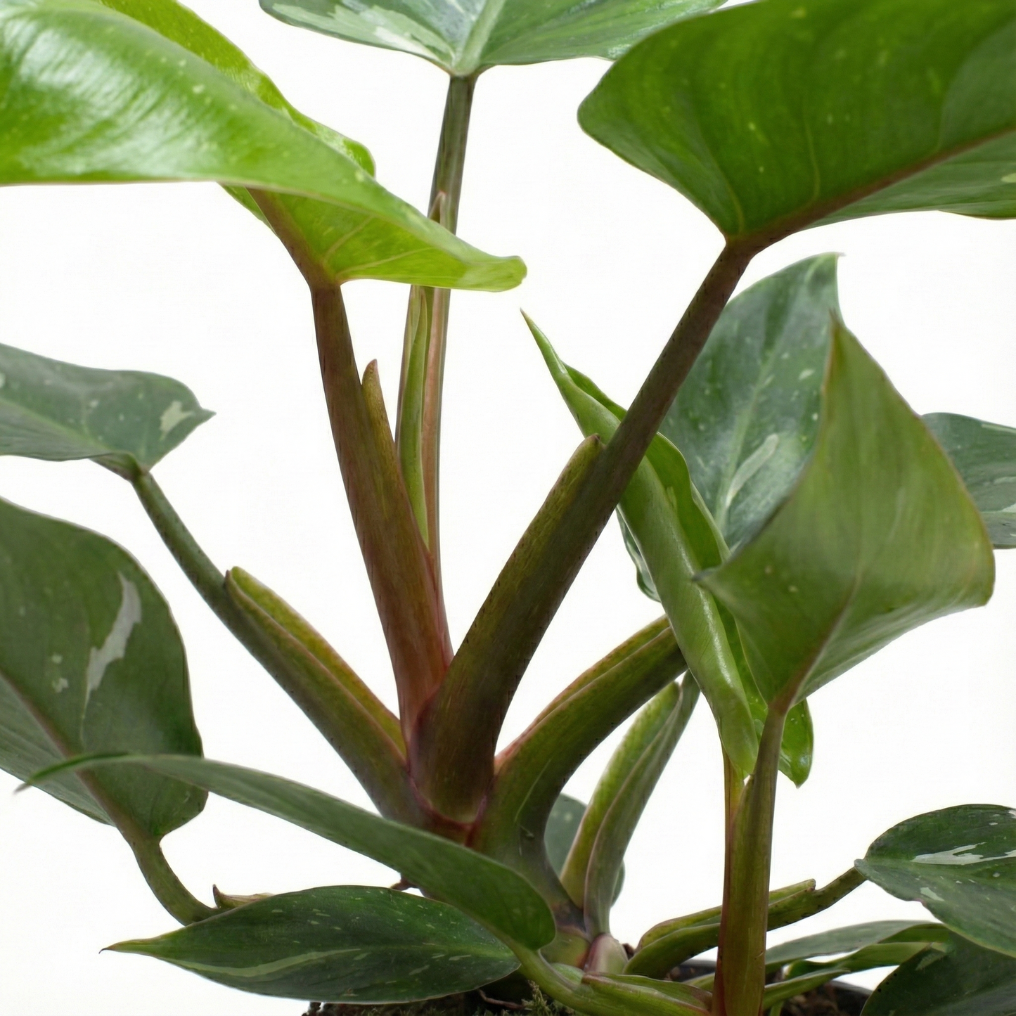 Snow Princess; Philodendron White Princess | 35cm