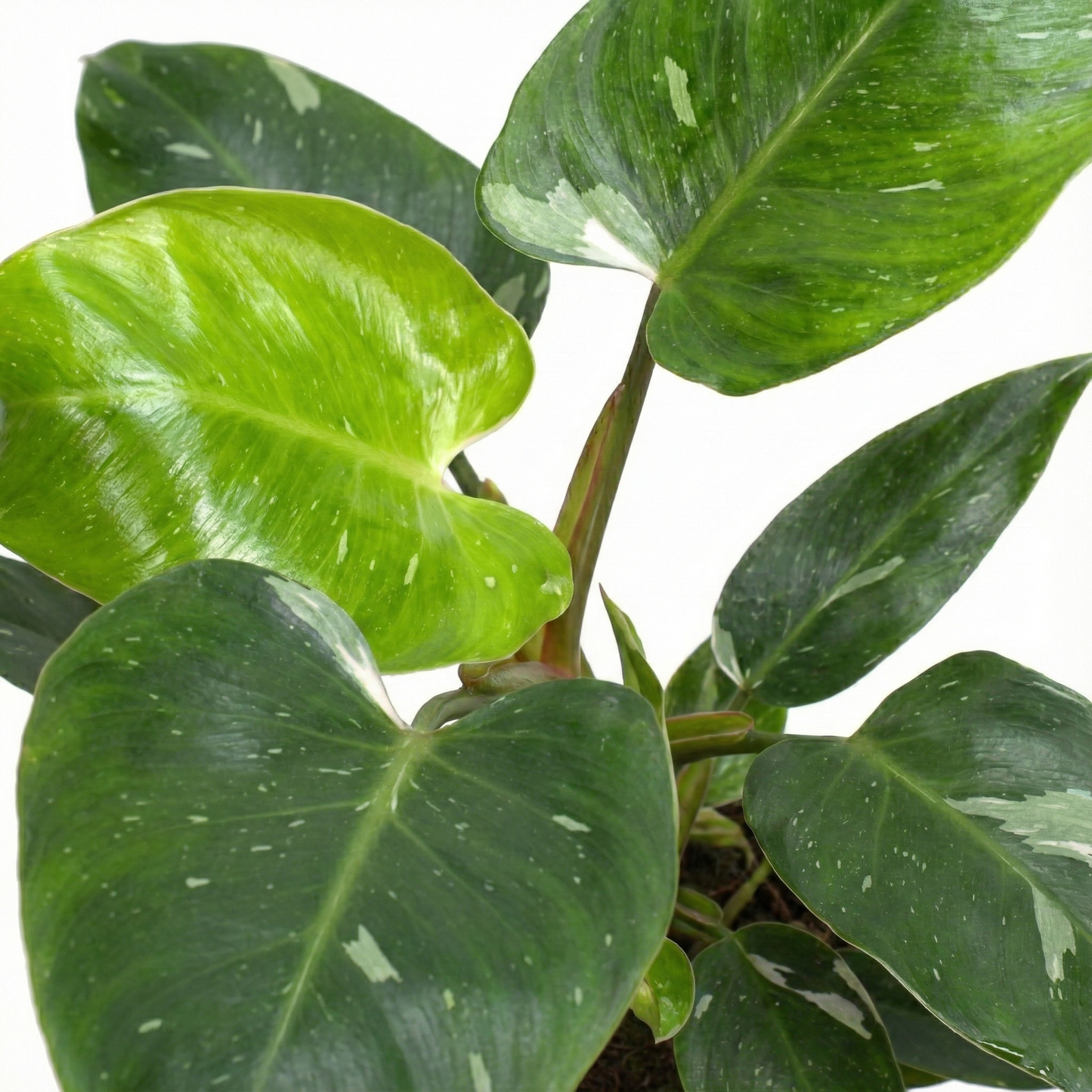 Snow Princess; Philodendron White Princess | 35cm