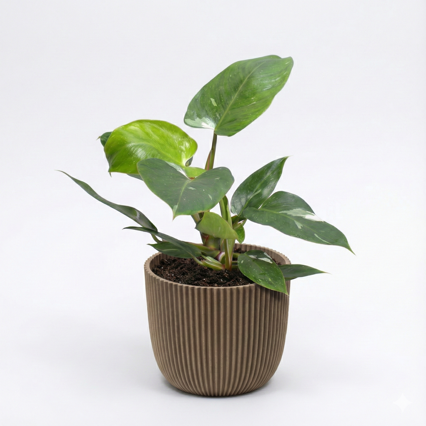 Snow Princess; Philodendron White Princess | 35cm